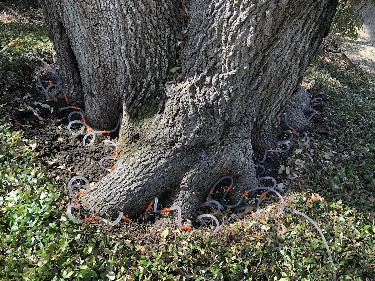 Detailed Shrub and Hedge Trimming job site in Camargo