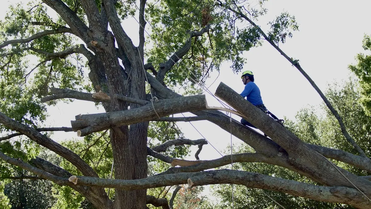 Professional Crown Thinning performed by certified arborists in Camargo