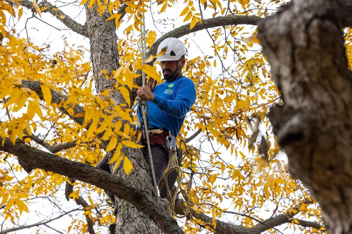 Skilled Dead Tree Removal crew working in Camargo