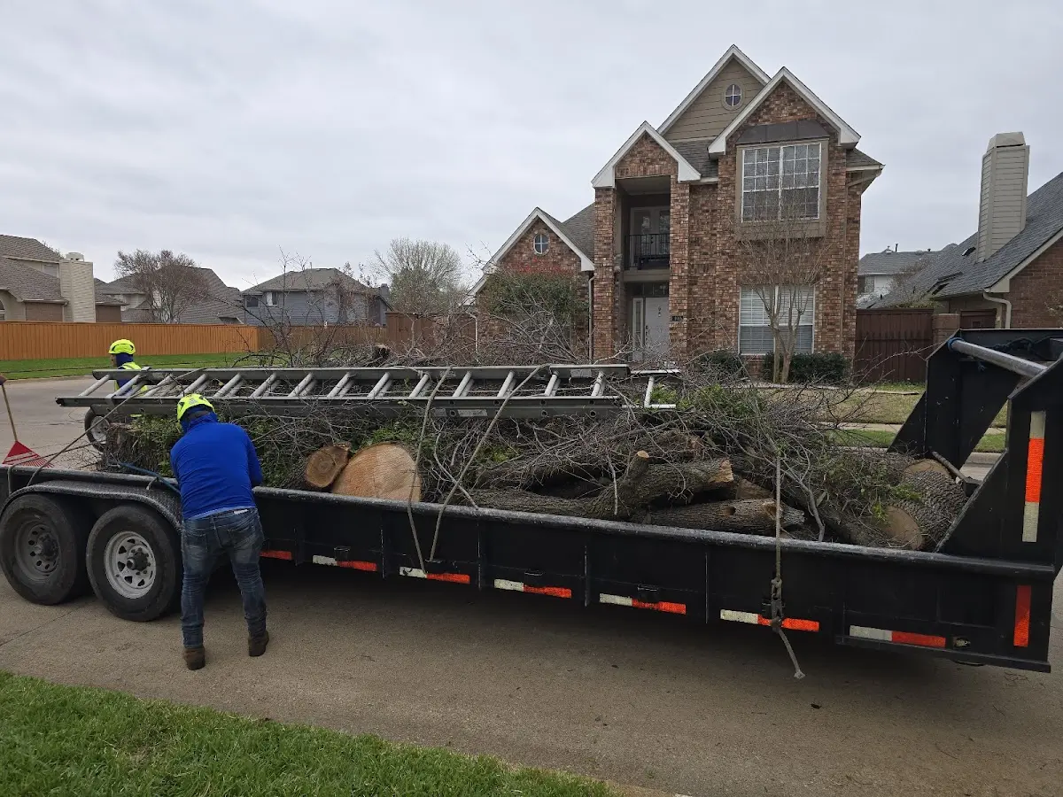 Expert Tree Pest Control with proper safety equipment in Camargo